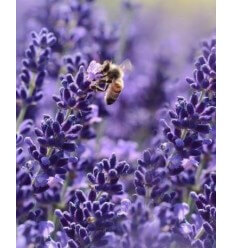 LEVANDA HIDCOTE BLUE