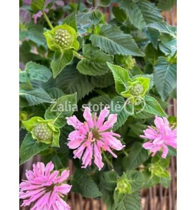 MONARDA MELUA APPLEBLOSSOM