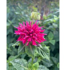 MONARDA