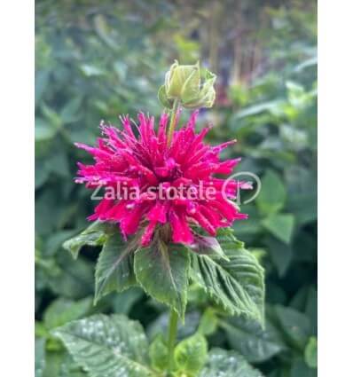 MONARDA