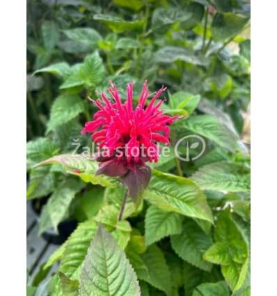 MONARDA