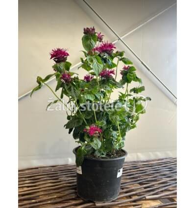 MONARDA MELUA BURGUNDY