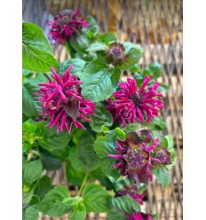 MONARDA MELUA BURGUNDY