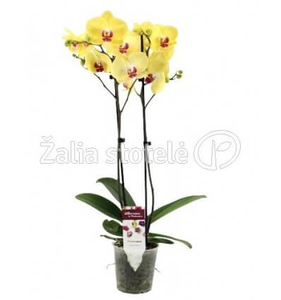 FALENOPSIS FLORICLONE LIMELIGHT 12Ø60H