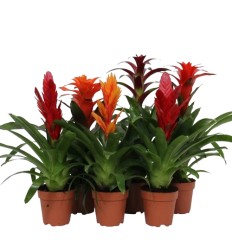 BROMELIJA (BROMELIA) MIX 12Ø40H