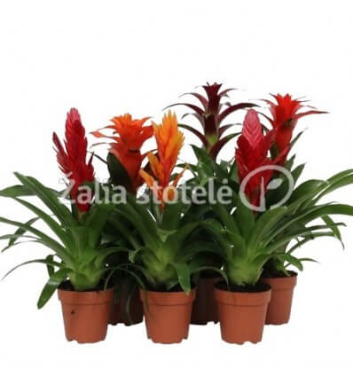 BROMELIJA (BROMELIA) MIX 12Ø40H