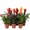 BROMELIJA ROYAL CLASSIC MIX 12Ø45H