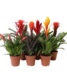 BROMELIJA ROYAL CLASSIC MIX 12Ø45H