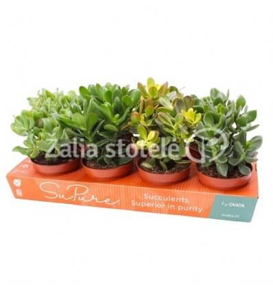 STORALAPIS (CRASSULA) MIX 12Ø17H