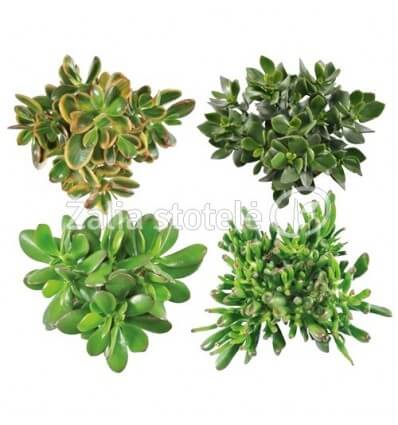 STORALAPIS (CRASSULA) MIX 12Ø17H