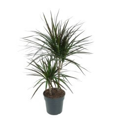 DRACENA MAGENTA 19Ø70H