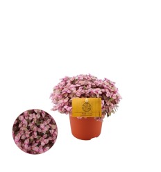 KALIZIJA (CALLISIA) PINK LADY 10,5Ø15H