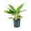 AGLAONEMA CINTHO KING 17Ø60H