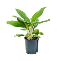 AGLAONEMA CINTHO KING 17Ø60H