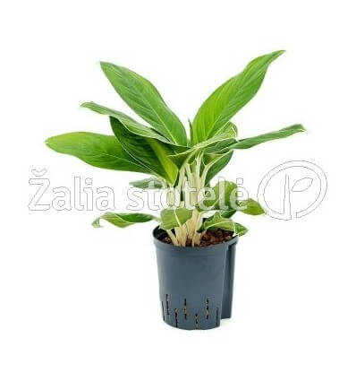 AGLAONEMA CINTHO KING 17Ø60H