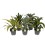 DRACENA (DRACAENA FRAGRANS)MIX 17Ø50H