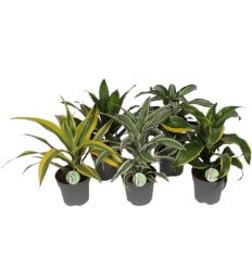 DRACENA (DRACAENA FRAGRANS)MIX 17Ø50H