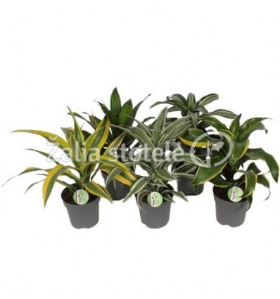 DRACENA (DRACAENA FRAGRANS)MIX 17Ø50H