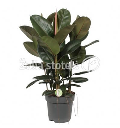 FIKUSAS (FICUS ELASTICA) ROBUSTA 27Ø100H