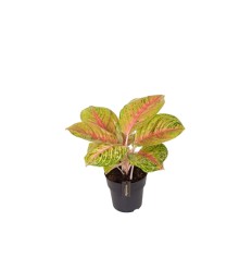 AGLAONEMA GRAND BLOSSOM 19Ø60H