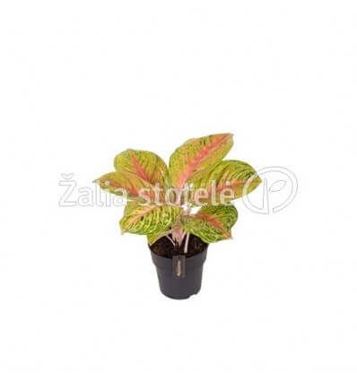 AGLAONEMA GRAND BLOSSOM 19Ø60H