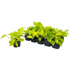 SKINDAPAS (EPIPREMNUM)GOLD POTHOS 12Ø25H