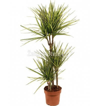 DRACENA (DRACAENA MARG.) SUNRAY 21Ø110H