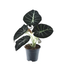 ALOKAZIJA (ALOCASIA) BLACK VELVET 14Ø20H