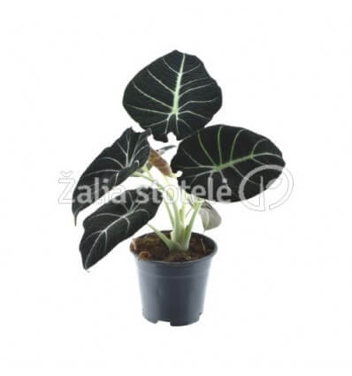 ALOKAZIJA (ALOCASIA) BLACK VELVET 14Ø20H