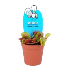 MUSĖKAUTAS (DIONAEA MUSCIPULA) 5,5Ø5H