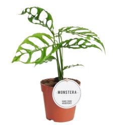 MONSTERA OBLIQUA PERU 12Ø25H