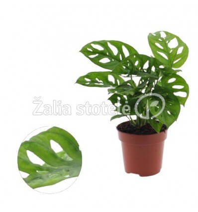 MONSTERA ADANSONII 12Ø35H