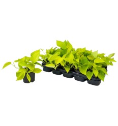 SKINDAPAS GOLDEN POTHOS 12Ø25H