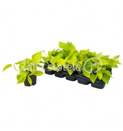 SKINDAPAS GOLDEN POTHOS 12Ø25H