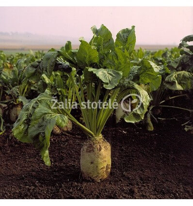 PAŠARINIAI RUNKELIAI ZENTAUER POLY 0,1 KG