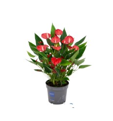 ANTURIS MILLION FLOWERS RED 12Ø43H