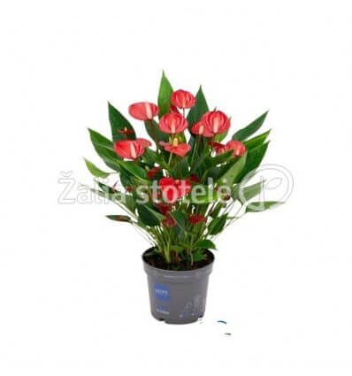 ANTURIS MILLION FLOWERS RED 12Ø43H