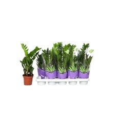 ZAMIOKULKAS (ZAMIOCULCAS) 12Ø40H