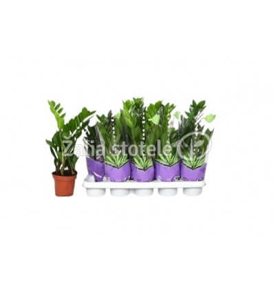 ZAMIOKULKAS (ZAMIOCULCAS) 12Ø40H