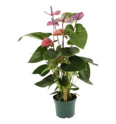 ANTURIS (ANTHURIUM) CAVALI 17Ø70H