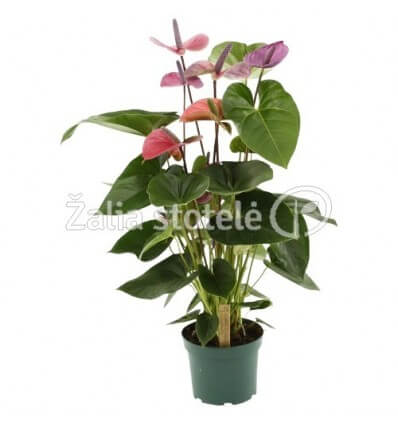 ANTURIS (ANTHURIUM) CAVALI 17Ø70H