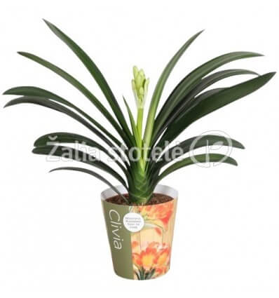 KLIVIJA (CLIVIA MINIATA) 13Ø50H