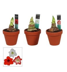 MEILENIS (HIPPEASTRUM) ARR. TERRACOTA 13Ø25H