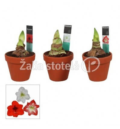 MEILENIS (HIPPEASTRUM) ARR. TERRACOTA 13Ø25H