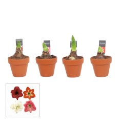 MEILENIS (HIPPEASTRUM) ARR. TERRACOTA 9Ø20H