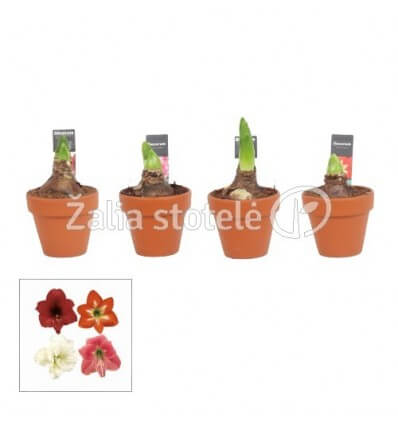 MEILENIS (HIPPEASTRUM) ARR. TERRACOTA 9Ø20H