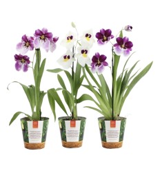 MILITONIJA (ORCHID MILTONIA) JUNGLE MIX 12Ø40H