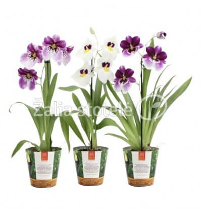 MILITONIJA (ORCHID MILTONIA) JUNGLE MIX 12Ø40H