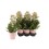 KALANKĖ (KALANCHOE) FEMININE PINK 14Ø45H