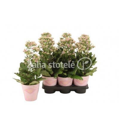 KALANKĖ (KALANCHOE) FEMININE PINK 14Ø45H